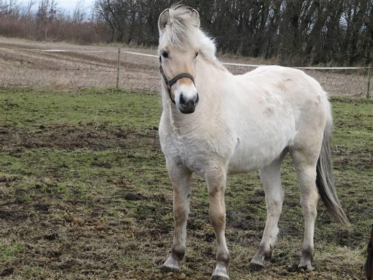 Fjordhest Sofia billede 4