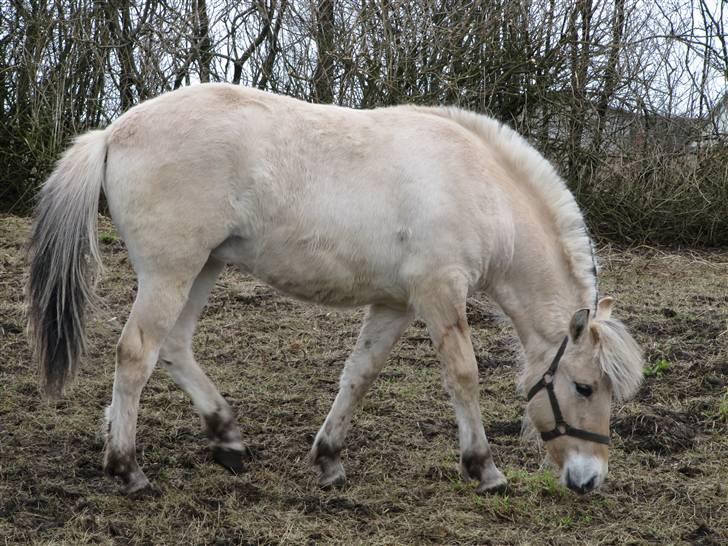 Fjordhest Sofia billede 5