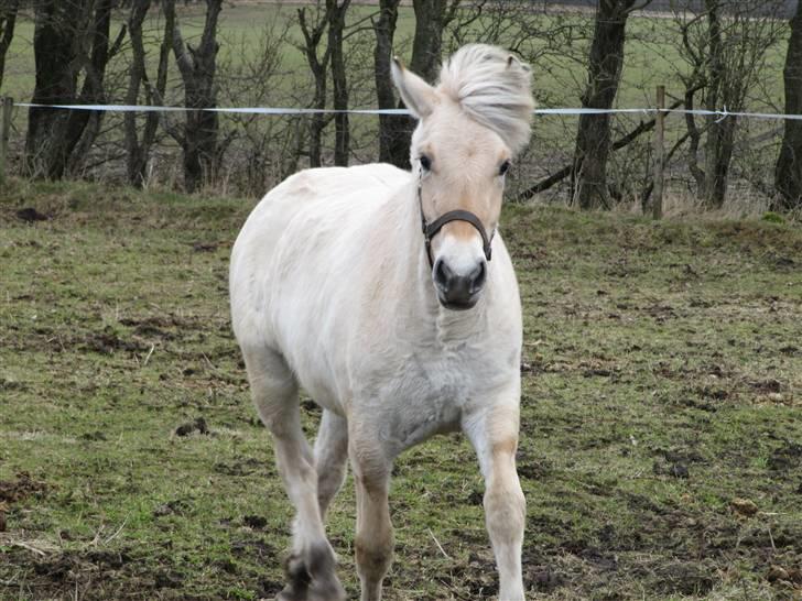 Fjordhest Sofia billede 6