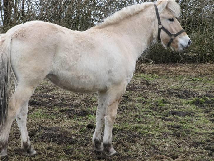 Fjordhest Sofia billede 7
