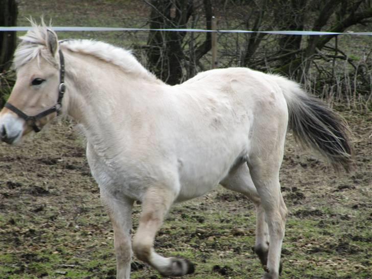 Fjordhest Sofia billede 8