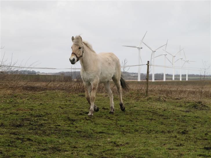 Fjordhest Sofia billede 9