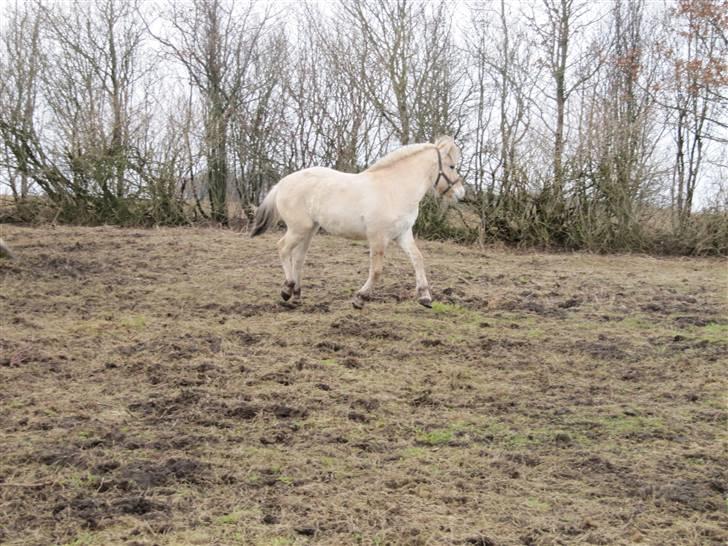 Fjordhest Sofia billede 10