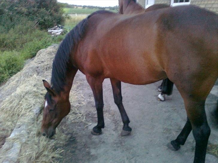 Traver Bingo Egelund *Mulle* R.I.P - Taget d 2 April 2010 billede 14