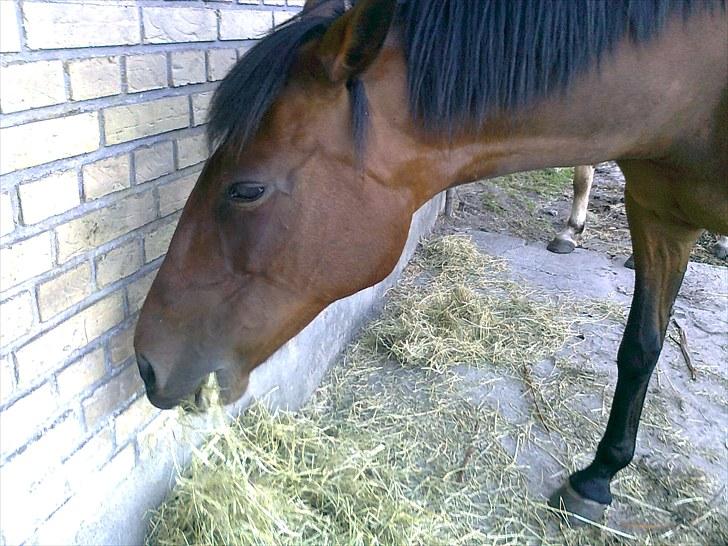 Traver Bingo Egelund *Mulle* R.I.P - Taget d 2 April 2010 billede 16