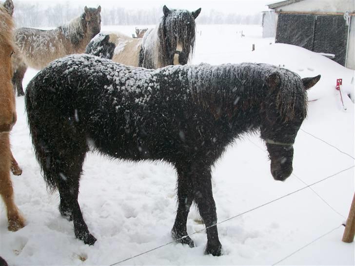 Islænder bjarklind fra juel billede 11