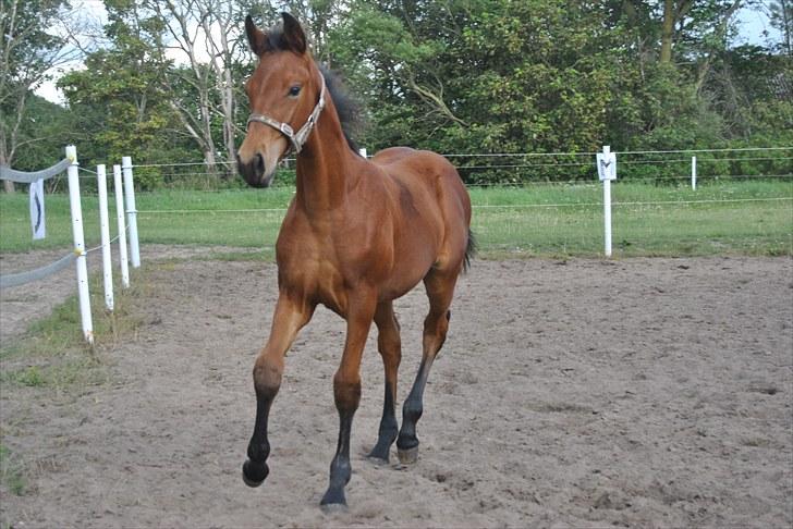 Dansk Varmblod Krogsgaards Jessie "SOLGT" billede 2