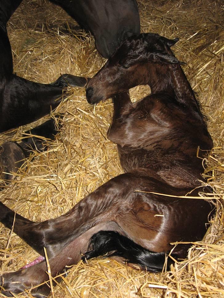 Dansk Varmblod Krogsgaards Jessie "SOLGT" billede 3