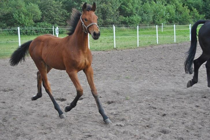 Dansk Varmblod Krogsgaards Jessie "SOLGT" billede 4