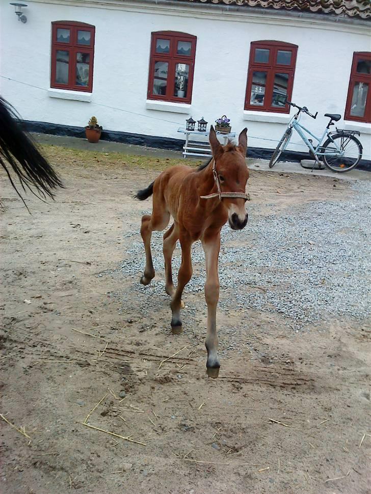 Dansk Varmblod Krogsgaards Jessie "SOLGT" billede 7