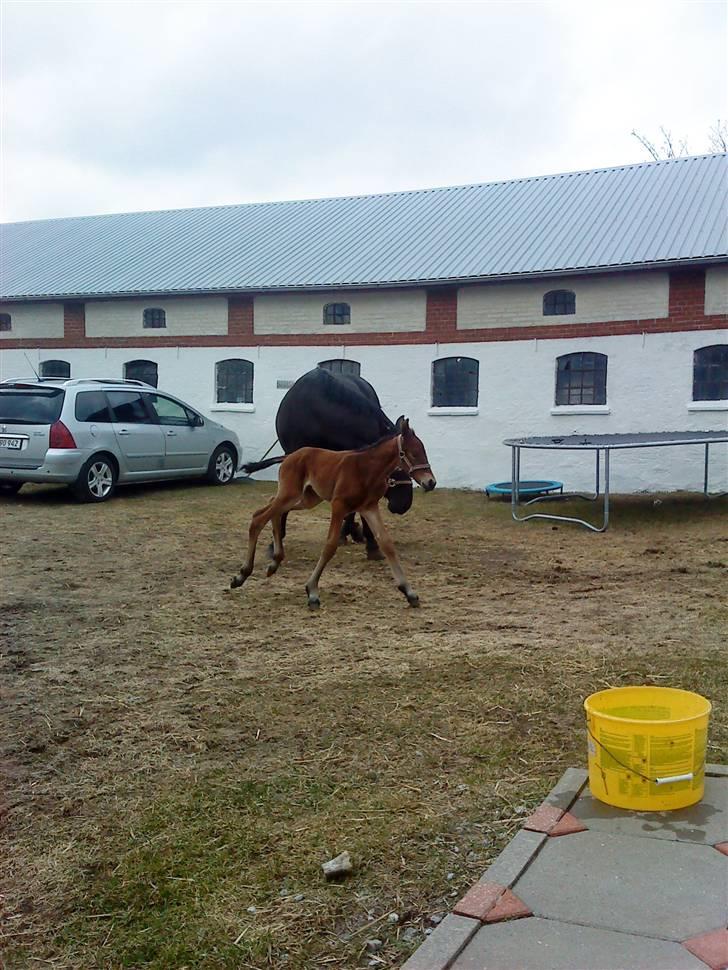 Dansk Varmblod Krogsgaards Jessie "SOLGT" billede 9