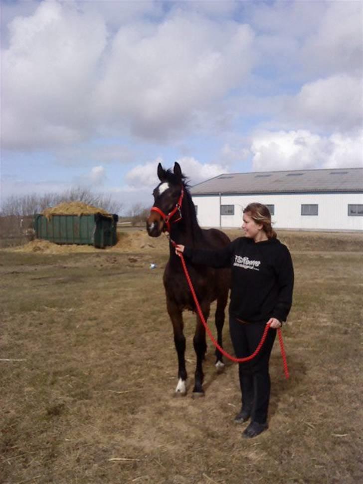 Dansk Varmblod Lady Limelight billede 1