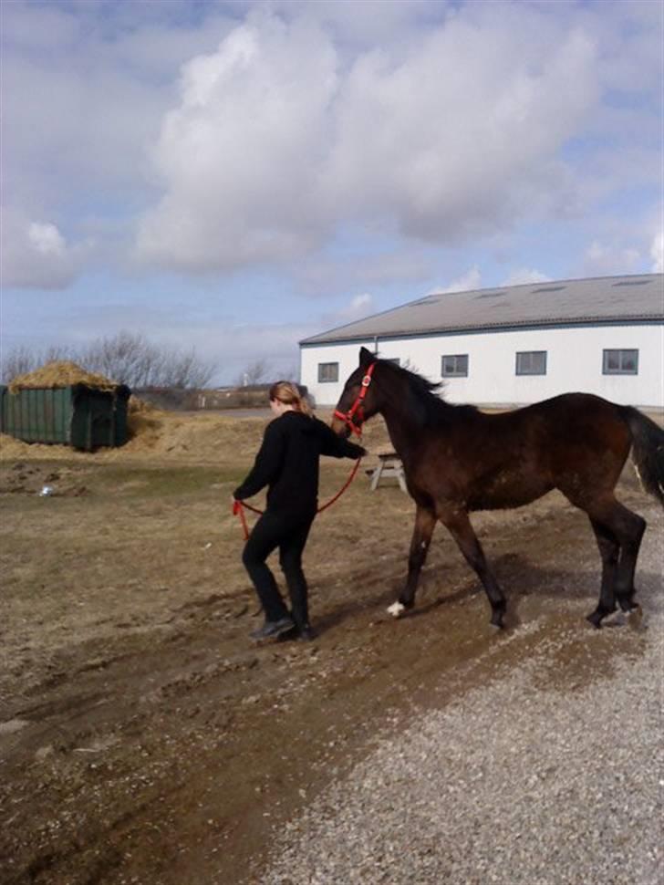 Dansk Varmblod Lady Limelight billede 2