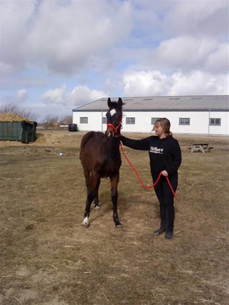 Dansk Varmblod Lady Limelight billede 3