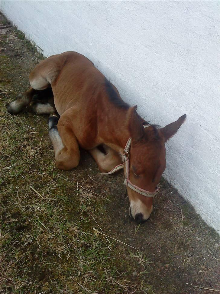 Dansk Varmblod Krogsgaards Jessie "SOLGT" billede 11