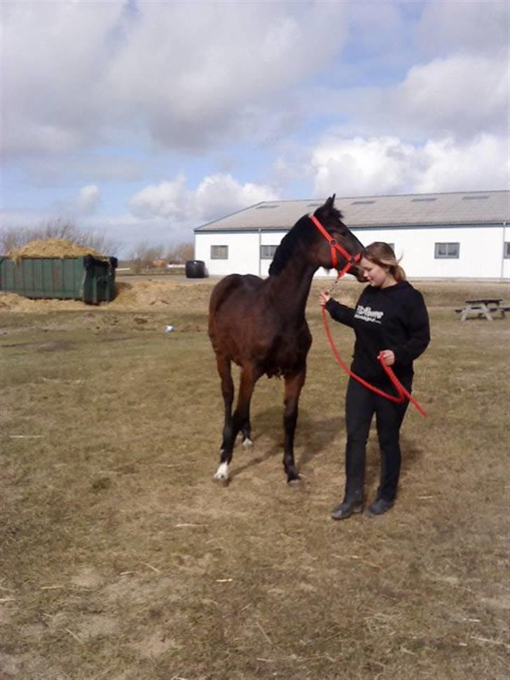 Dansk Varmblod Lady Limelight billede 4