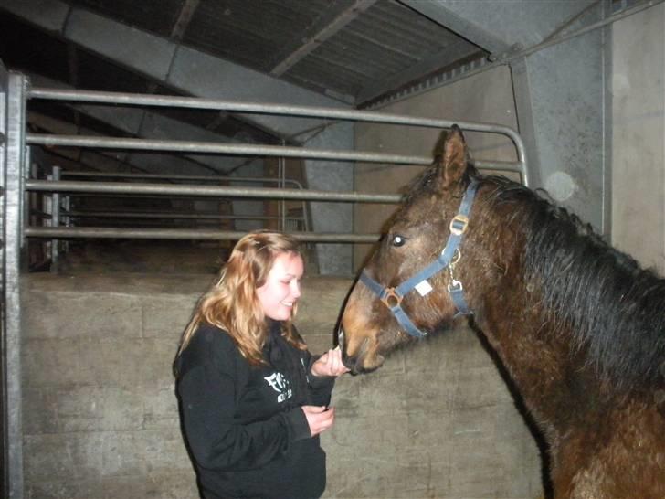 Dansk Varmblod Lady Limelight - Dagen jeg fik hende hjem :D billede 5