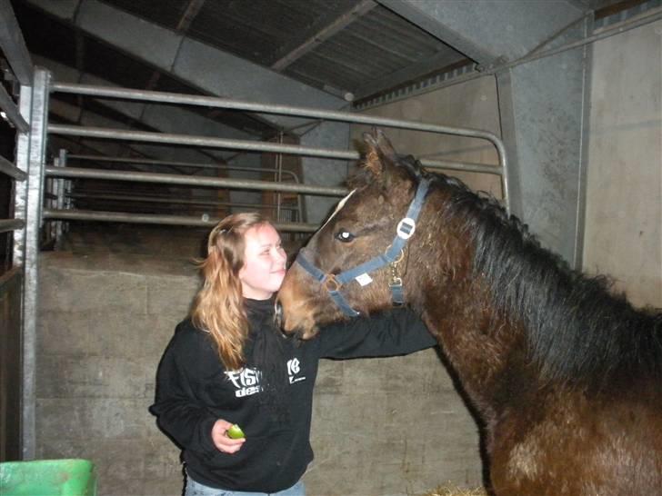 Dansk Varmblod Lady Limelight - Dagen jeg fik hende hjem :D billede 6