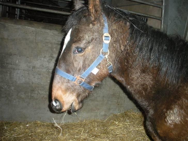 Dansk Varmblod Lady Limelight - Dagen jeg fik hende hjem :D billede 7