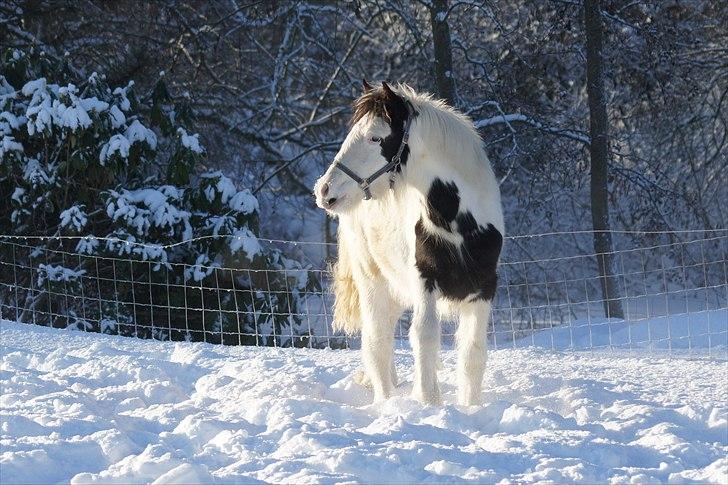 Tinker Hauge´s Aileen *solgt* billede 8