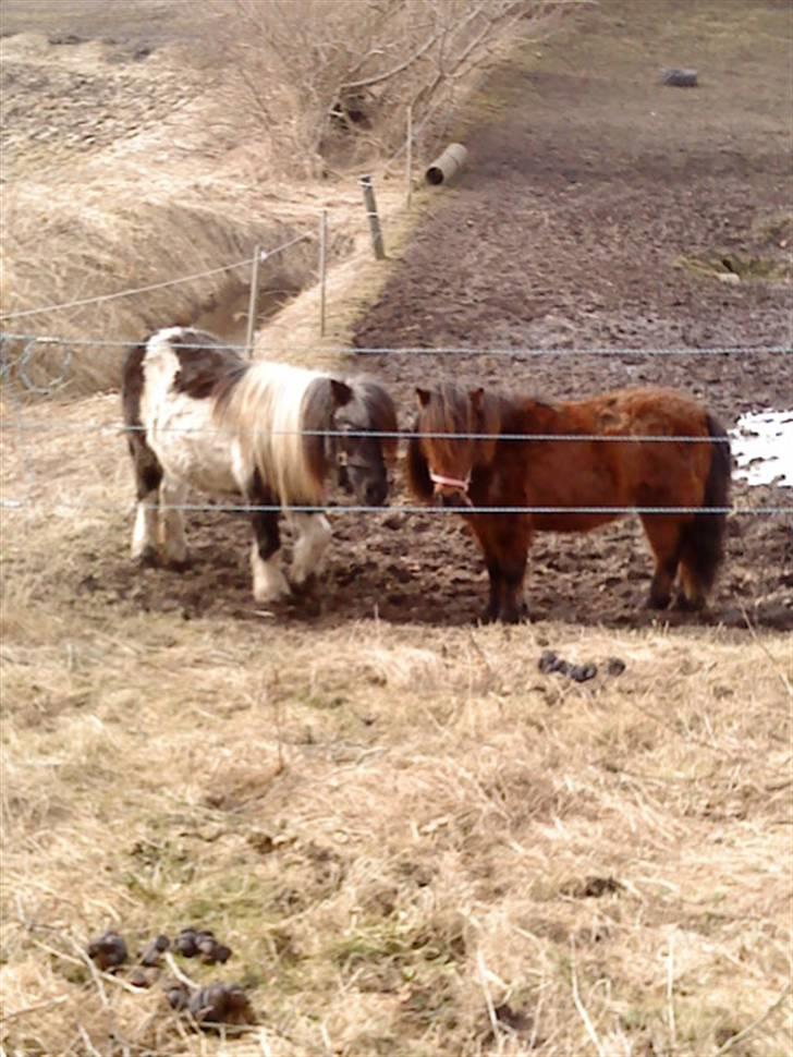 Shetlænder Helmer/Filicita~pensonist - Helmer &&´ Mitzi :) billede 9