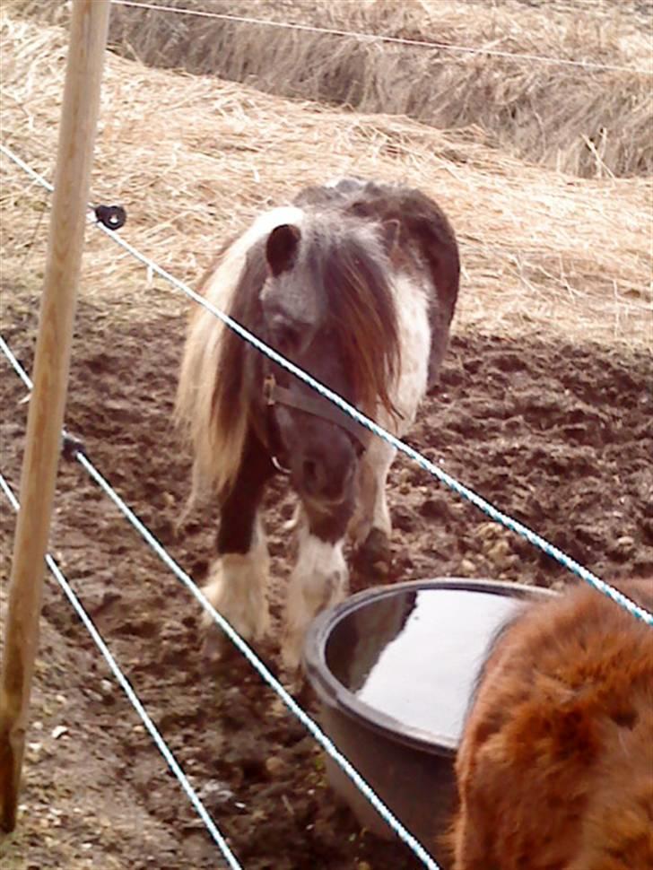 Shetlænder Helmer/Filicita~pensonist - Gamle fru Helmer ;) billede 10