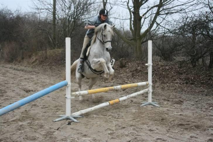 Arabisk fuldblod (OX) Shaman  - spring i;  fotograf: KIK-photo billede 15