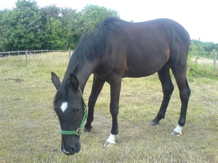 Dansk Varmblod Adopted Følhøj (Adopted A - Adopted som  2 årig billede 13