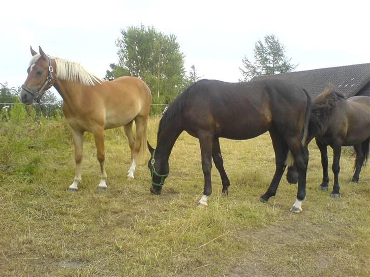 Dansk Varmblod Adopted Følhøj (Adopted A billede 14