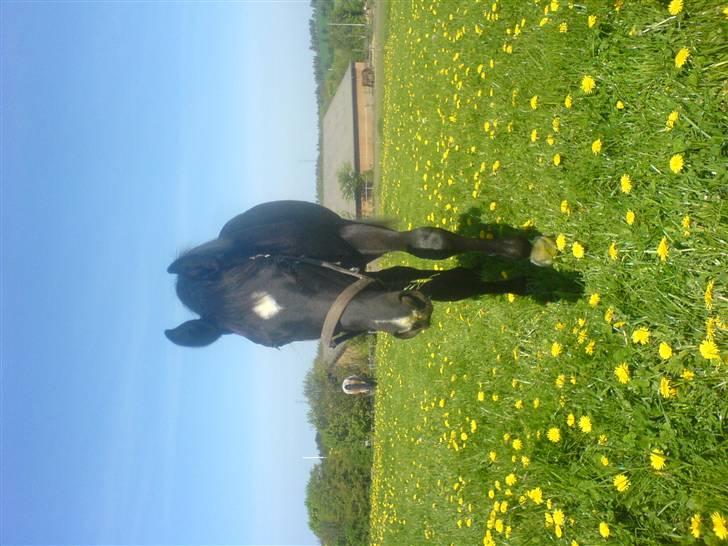 Dansk Varmblod Adopted Følhøj (Adopted A billede 15