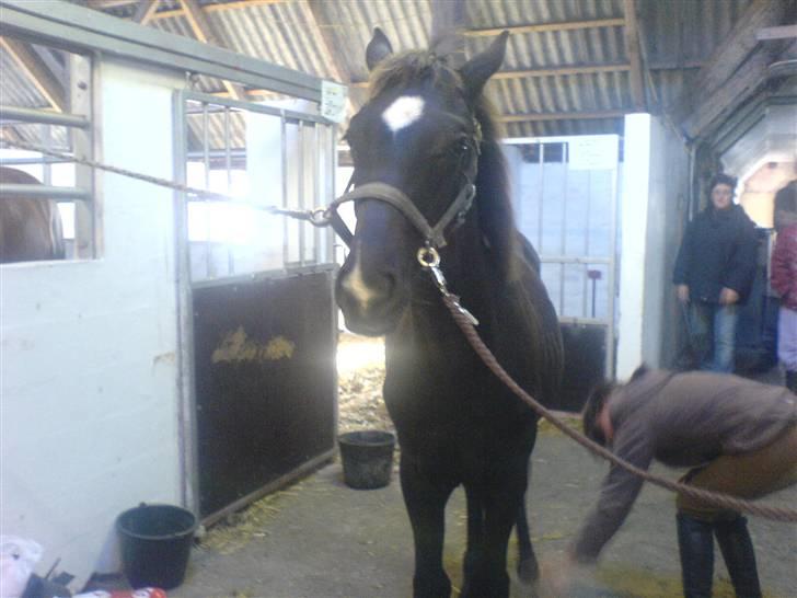 Dansk Varmblod Adopted Følhøj (Adopted A - Så skal der strigles billede 16