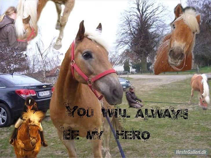 Haflinger Thor (red) Solgt  - Jeg fik helt tåre i øjnene dag jeg så det, jeg elsker dig tosse<3 De fleste billeder er taget af clara og det er lavet af clara tak det er perfekt!! :) billede 17