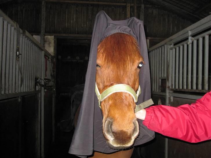 New Forest Debbie(Død) - Debbie med Burka XD Hun muslim :) billede 3