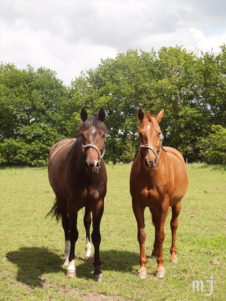 Anden særlig race _EMERSON - På fold. sommer 10. billede 10