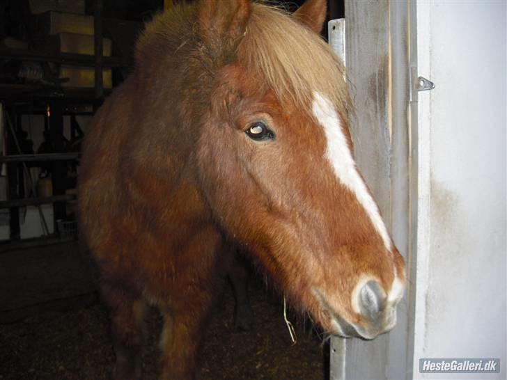 Islænder Hali <3   - ;* Elsker diiq sq Hali ;* billede 2