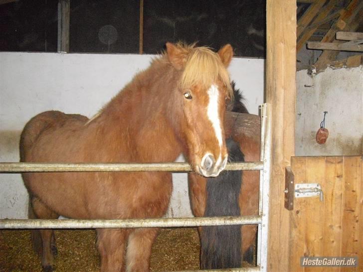 Islænder Hali <3   billede 5