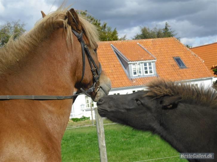 Islænder Hali <3   - Hali og Sif  billede 8