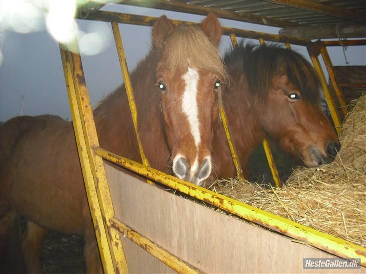 Islænder Hali <3   billede 10