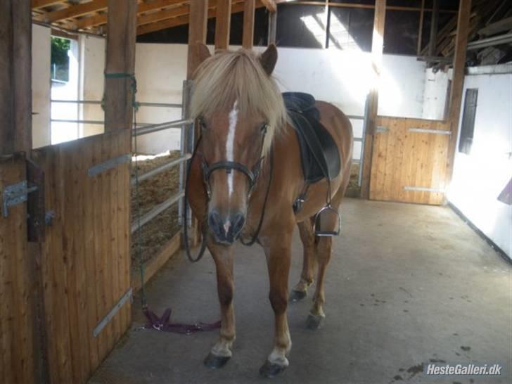 Islænder Hali <3   - Hejsa :D billede 11