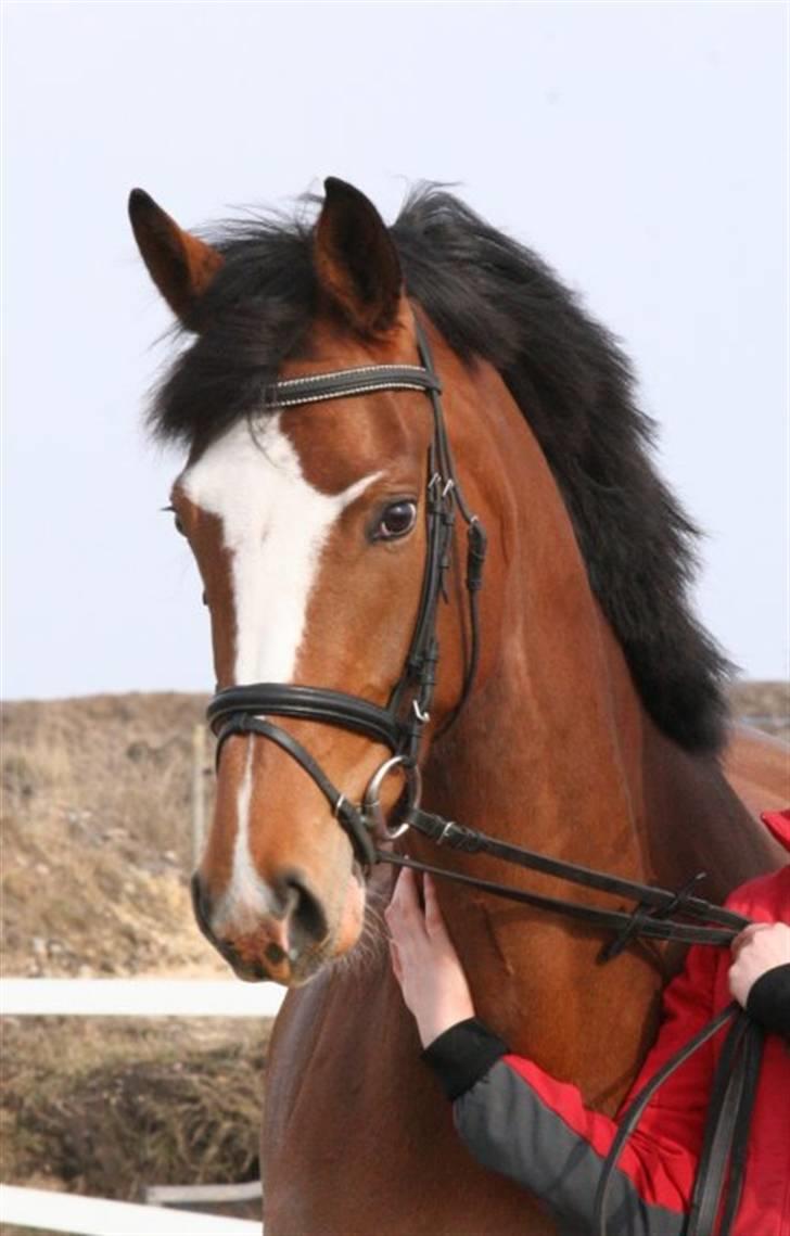 Dansk Varmblod Diva billede 2