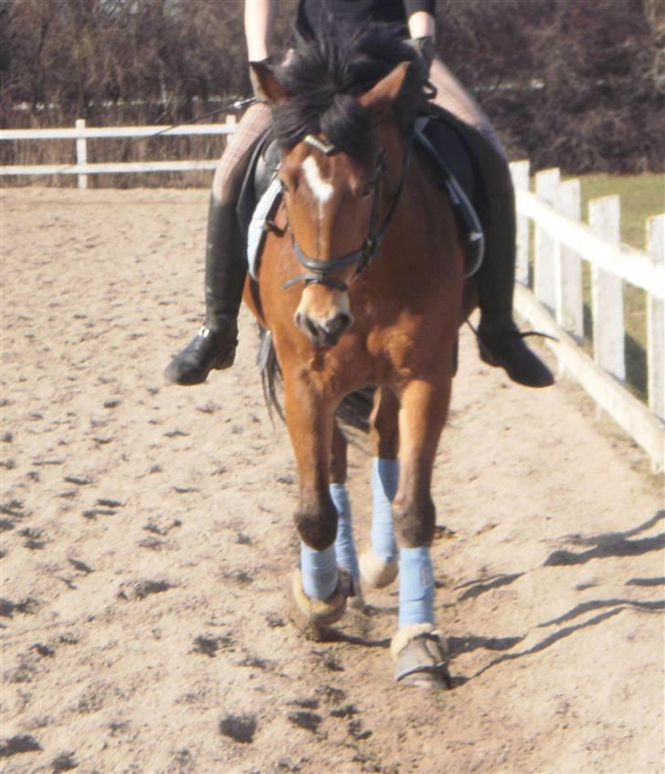 New Forest Fuglekildes Chaval forevigt elsket!- SOLGT- - dressur billede 2