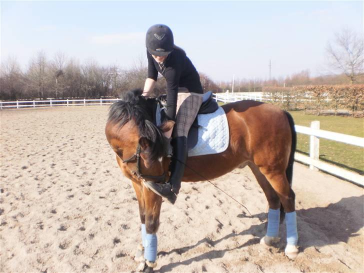 New Forest Fuglekildes Chaval forevigt elsket!- SOLGT- - hvor du bare sød billede 5