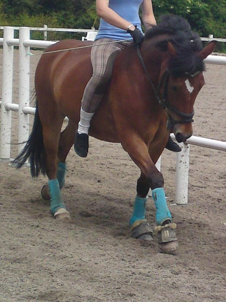 New Forest Fuglekildes Chaval forevigt elsket!- SOLGT- - Galop (: billede 6