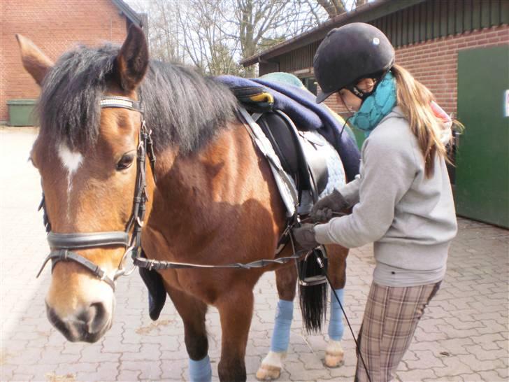 New Forest Fuglekildes Chaval forevigt elsket!- SOLGT- - spænder lige gjord xD billede 11