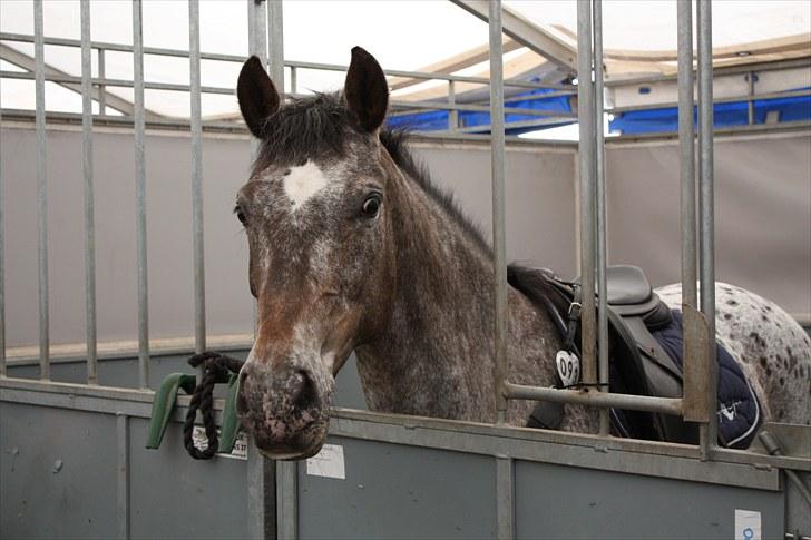 Anden særlig race Belle  - Du er virkelig skøn pony :´) - Morsø 2010. Foto. Kirstine Bystrup. billede 1