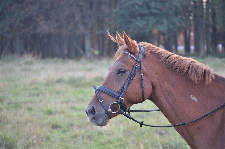 Fuldblod (XX) Malou *RIP* billede 1