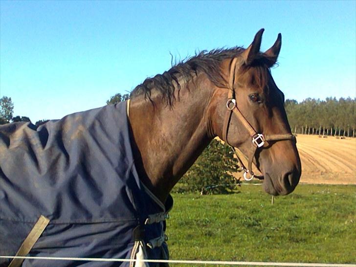 Dansk Varmblod Capitano Af Granlygård RIP<3 - Foto: Mig billede 11