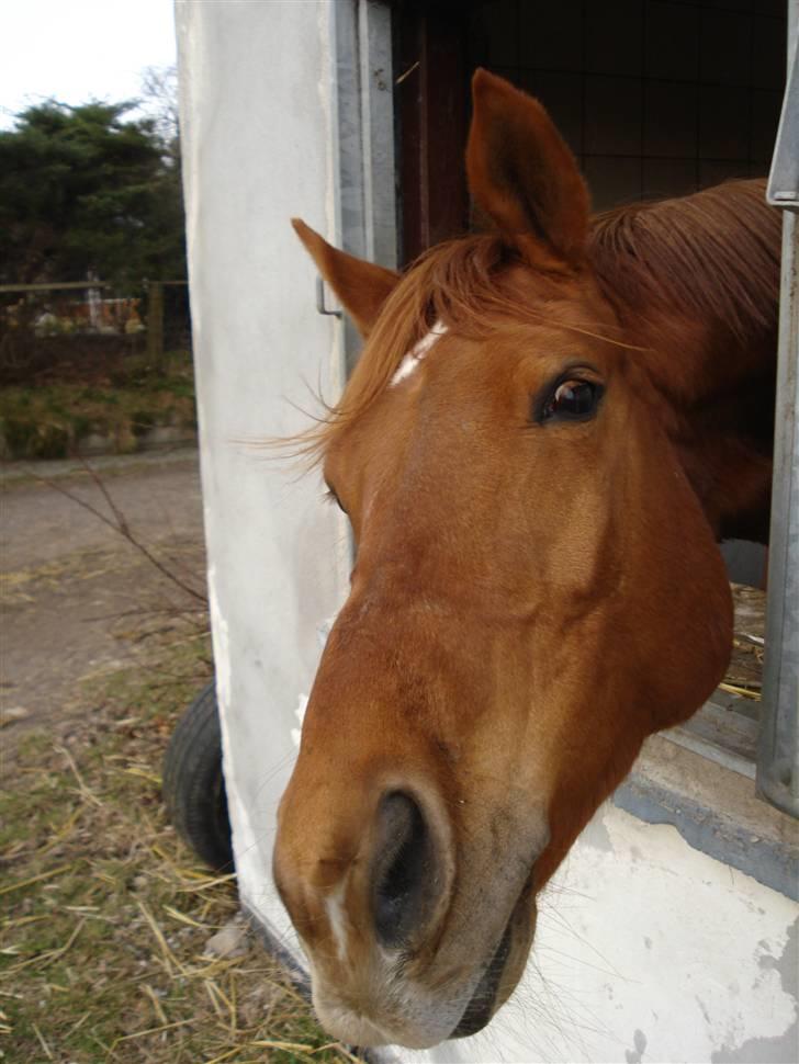 Fuldblod (XX) Malou *RIP* billede 2