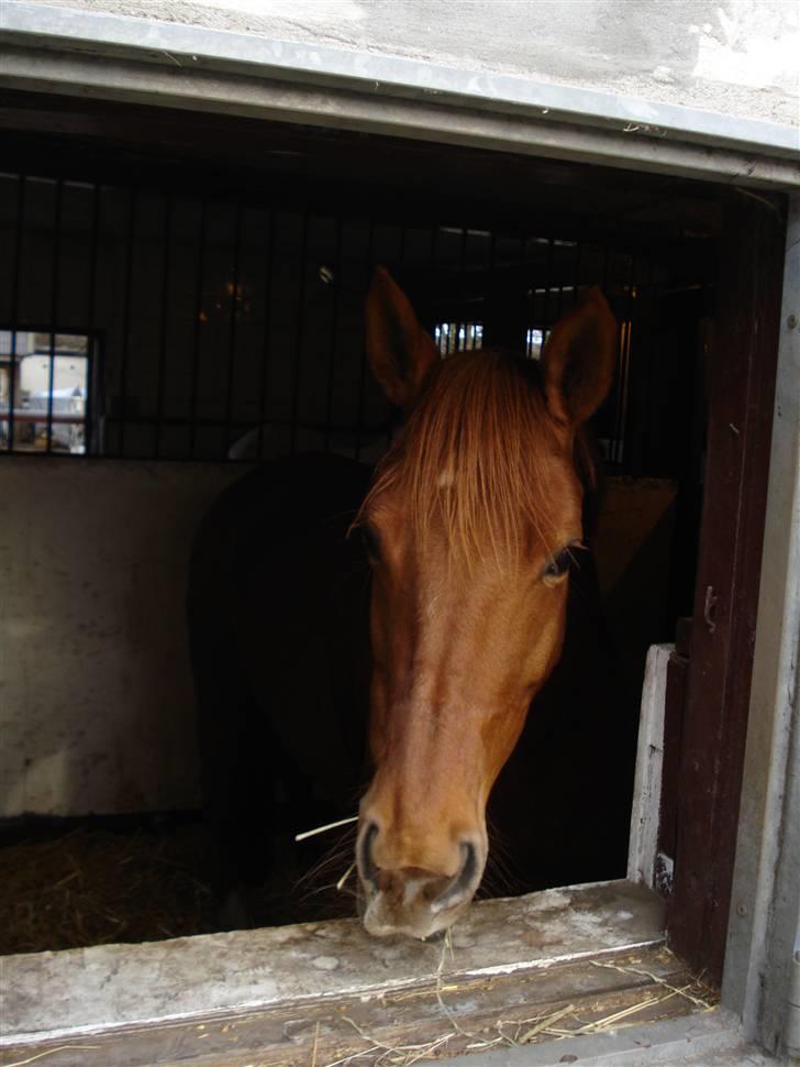 Fuldblod (XX) Malou *RIP* billede 3