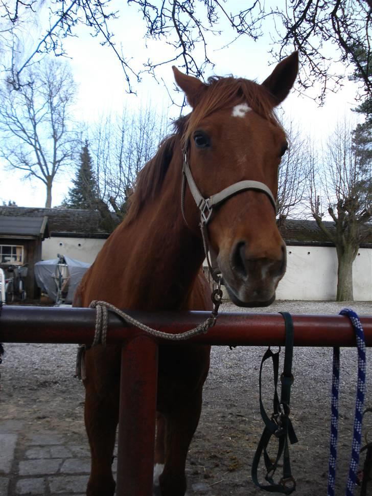 Fuldblod (XX) Malou *RIP* billede 4